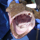That’s one ugly fish.